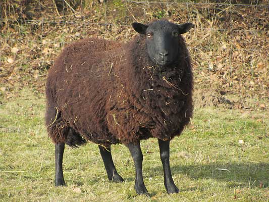 Bild Black Welsh Mountain