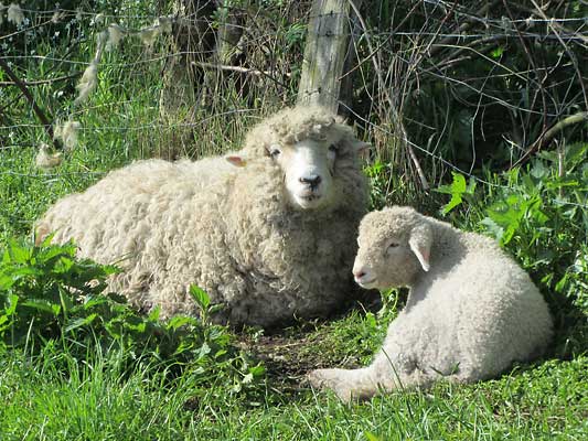 Bild Devon Longwool