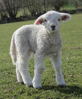 Bild Devon Longwool 