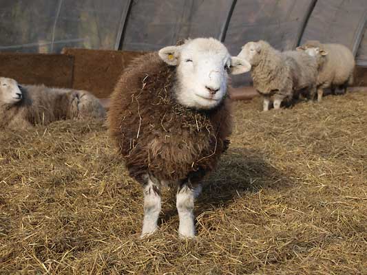 Bild Herdwick