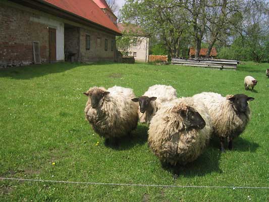 Bild Rauwolliges pommersches Landschaf